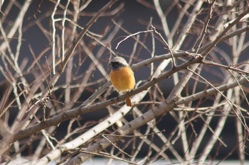 Daurian Redstart 鴨川 Fri, 1/10/2020