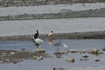 Common Merganser 神奈川県開成町 Sun, 1/12/2020