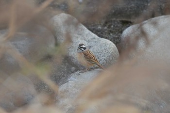 Meadow Bunting 神奈川県開成町 Sun, 1/12/2020