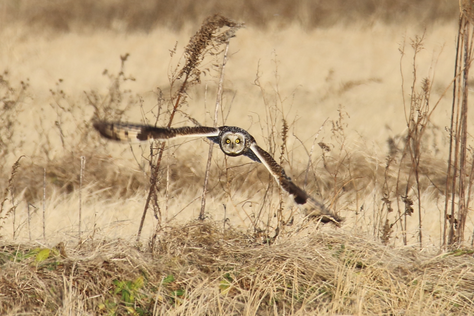 手賀沼 コミミズクの写真 by シマエナちゃん