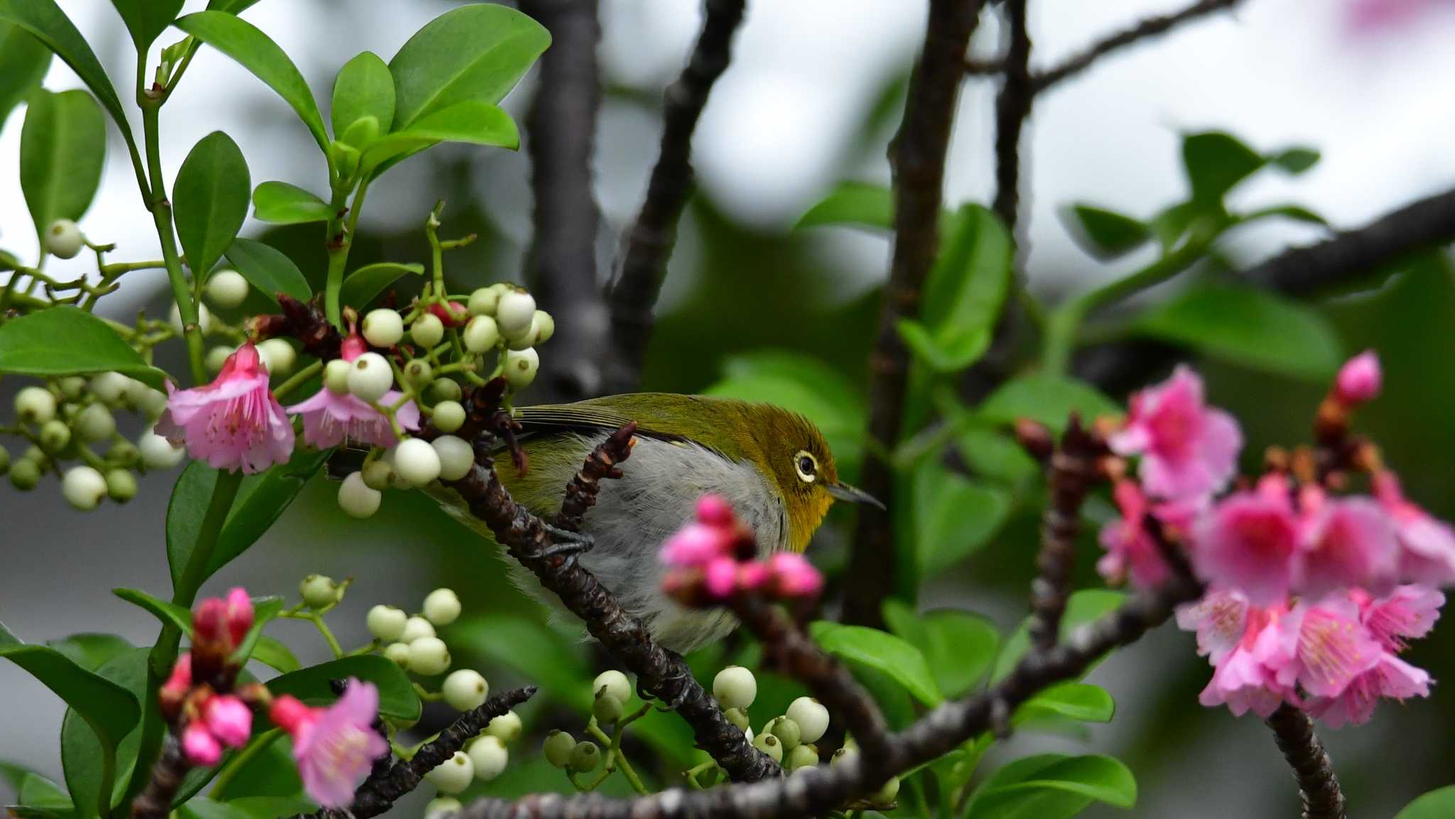 Photo of Warbling White-eye at 国頭村森林公園 by ashiro0817