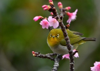 Warbling White-eye 国頭村森林公園 Sun, 1/12/2020