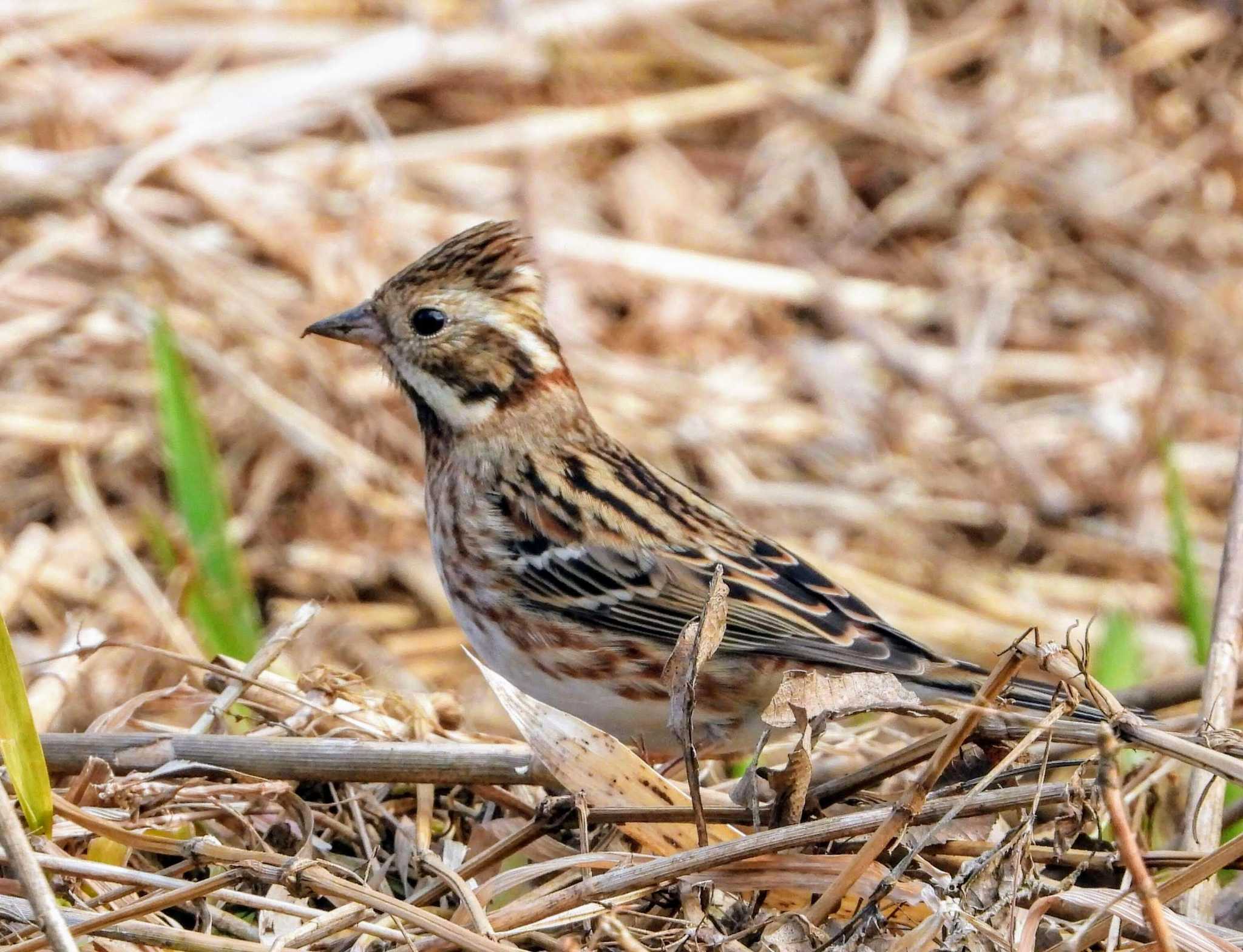 Photo of Rustic Bunting at 神奈川県 by サジタリウスの眼