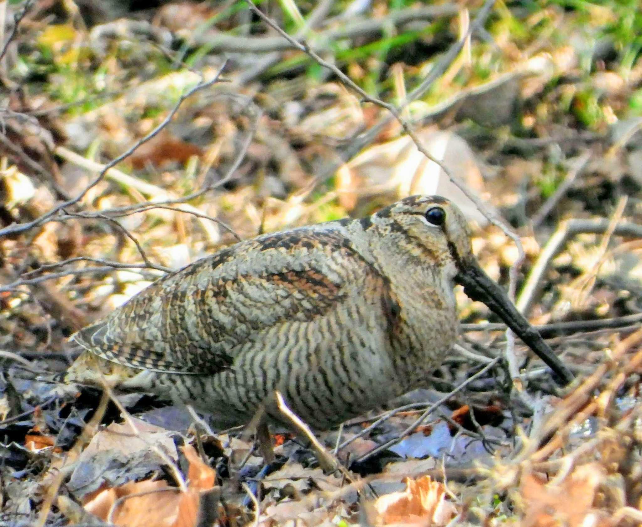 Photo of Eurasian Woodcock at 神奈川県 by サジタリウスの眼