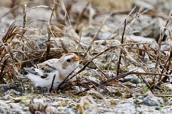 Snow Bunting Unknown Spots Unknown Date