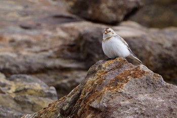 Snow Bunting Unknown Spots Unknown Date