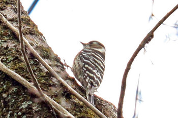 Japanese Pygmy Woodpecker 多摩森林科学園 Sun, 1/12/2020