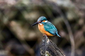 Common Kingfisher 多摩森林科学園 Sun, 1/12/2020