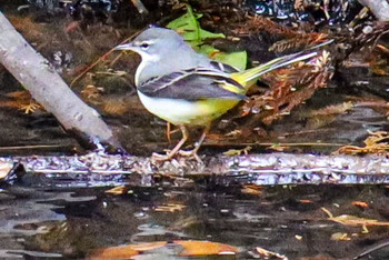 Grey Wagtail 多摩森林科学園 Sun, 1/12/2020