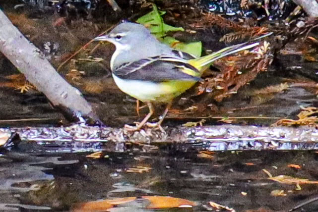 Photo of Grey Wagtail at 多摩森林科学園 by amachan