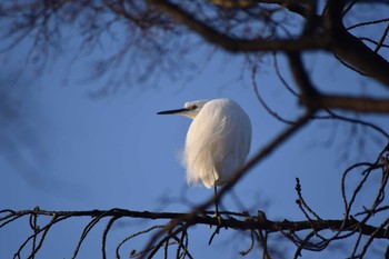 コサギ 井の頭公園 2020年1月12日(日)