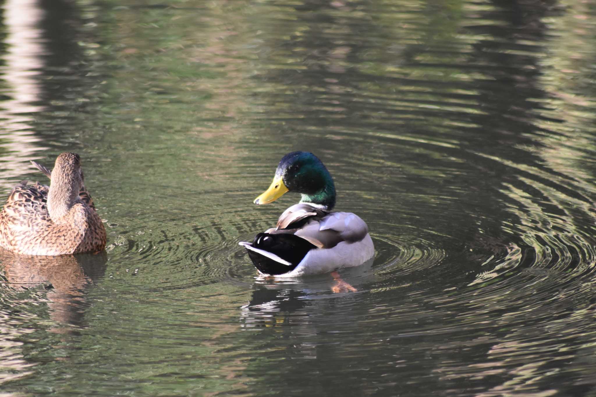 井の頭公園 マガモの写真 by 五色鳥