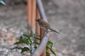 Pale Thrush Inokashira Park Sun, 1/12/2020