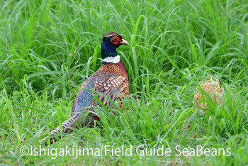 Common Pheasant Ishigaki Island Sun, 1/12/2020