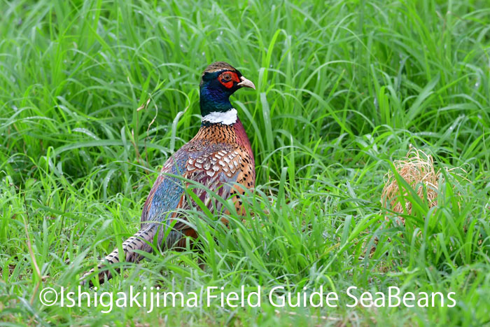 Photo of Common Pheasant at Ishigaki Island by 石垣島バードウオッチングガイドSeaBeans