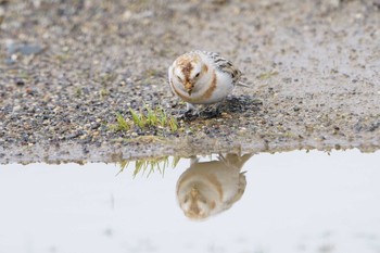 Snow Bunting Unknown Spots Sun, 1/12/2020