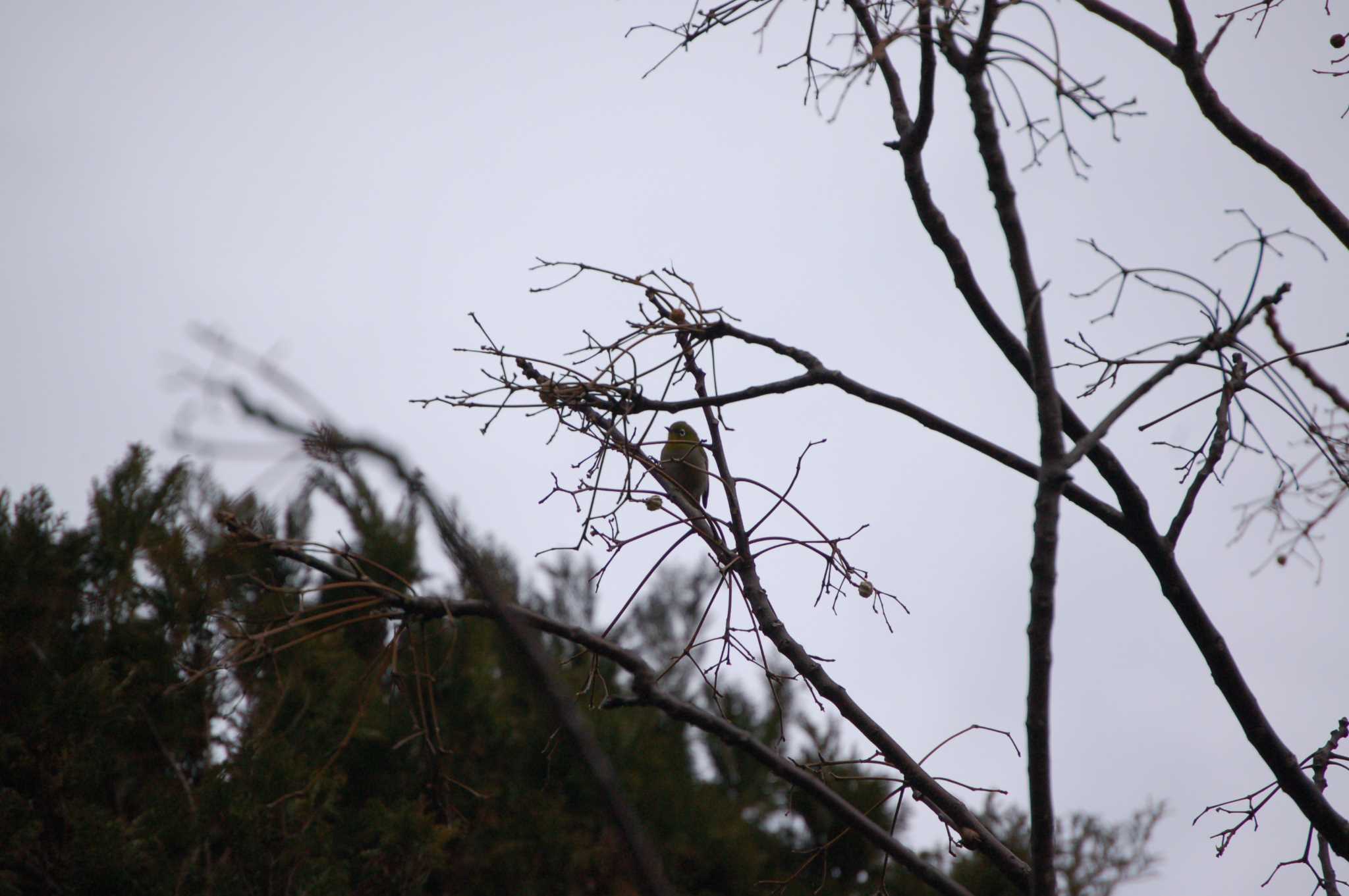 Photo of Warbling White-eye at Nogawa by Mr.Quiet