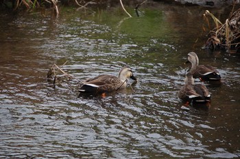 Eastern Spot-billed Duck Nogawa Sun, 1/12/2020