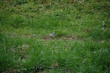 White Wagtail Nogawa Sun, 1/12/2020