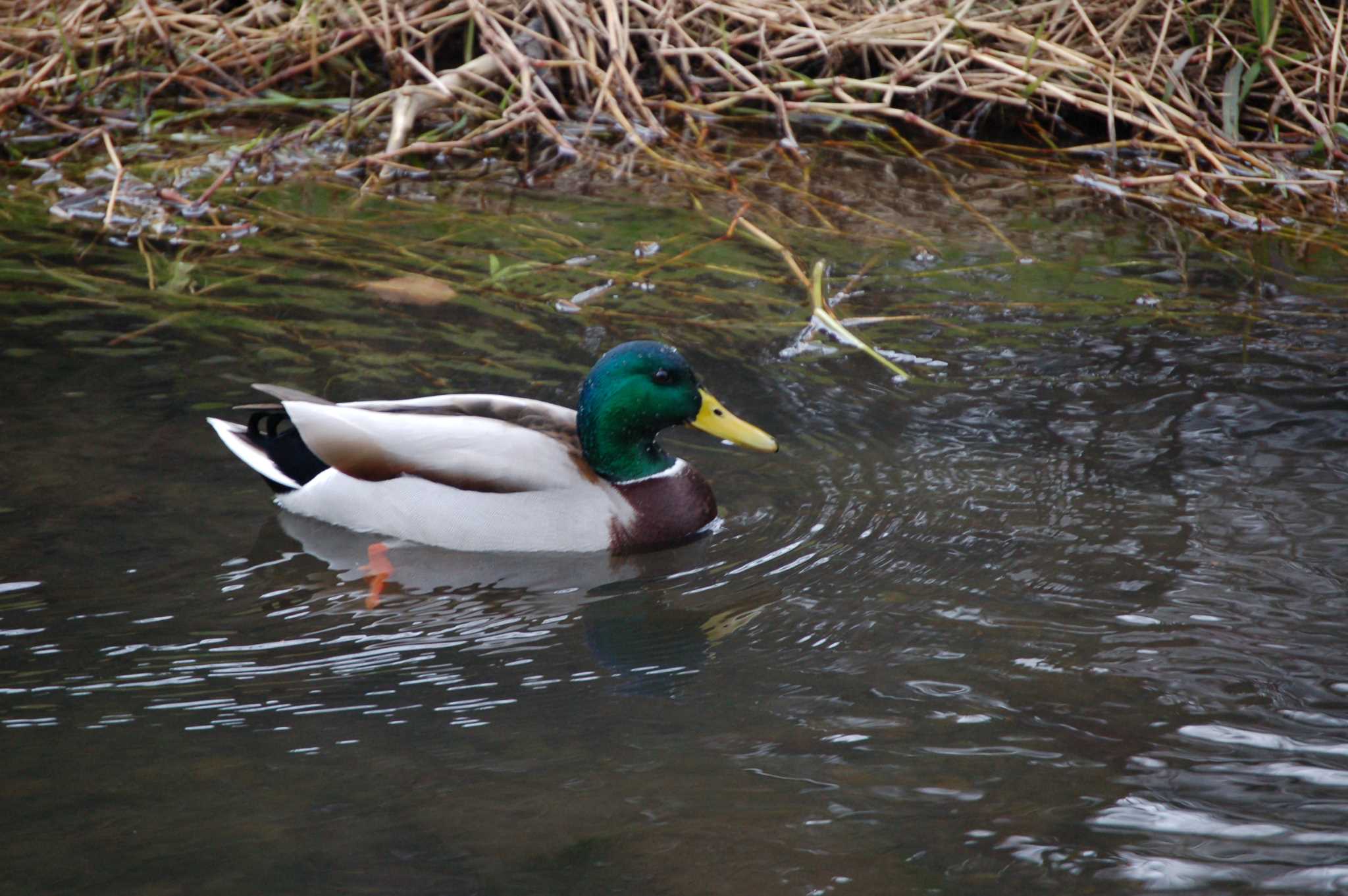 Photo of Mallard at Nogawa by Mr.Quiet