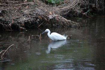 Little Egret Nogawa Sun, 1/12/2020