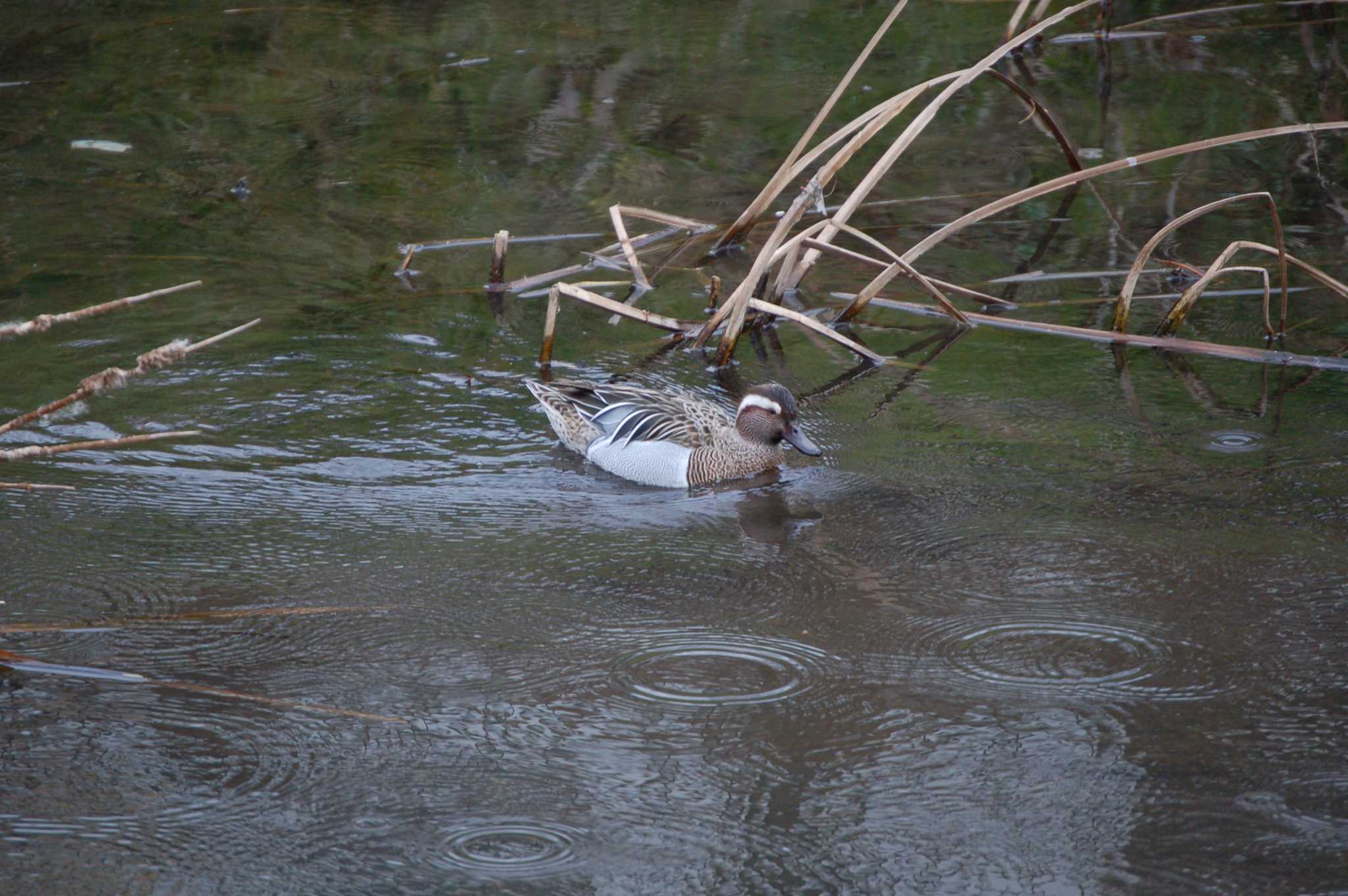 Photo of Garganey at Nogawa by Mr.Quiet