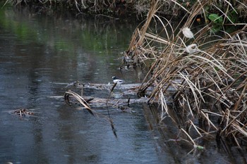 Japanese Wagtail Nogawa Sun, 1/12/2020