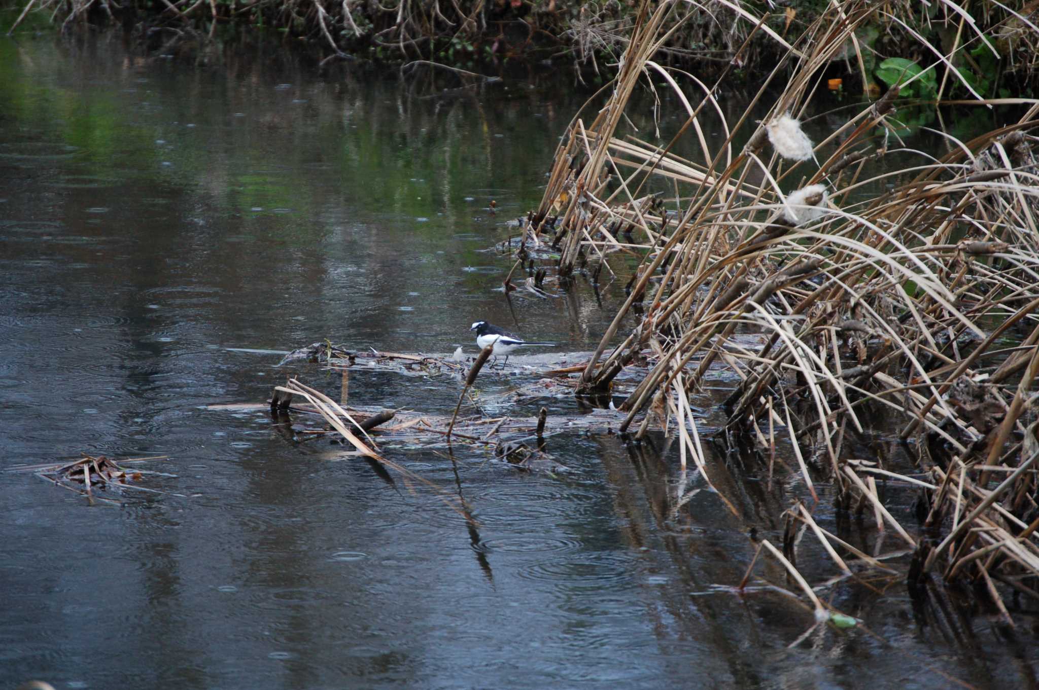 Photo of Japanese Wagtail at Nogawa by Mr.Quiet