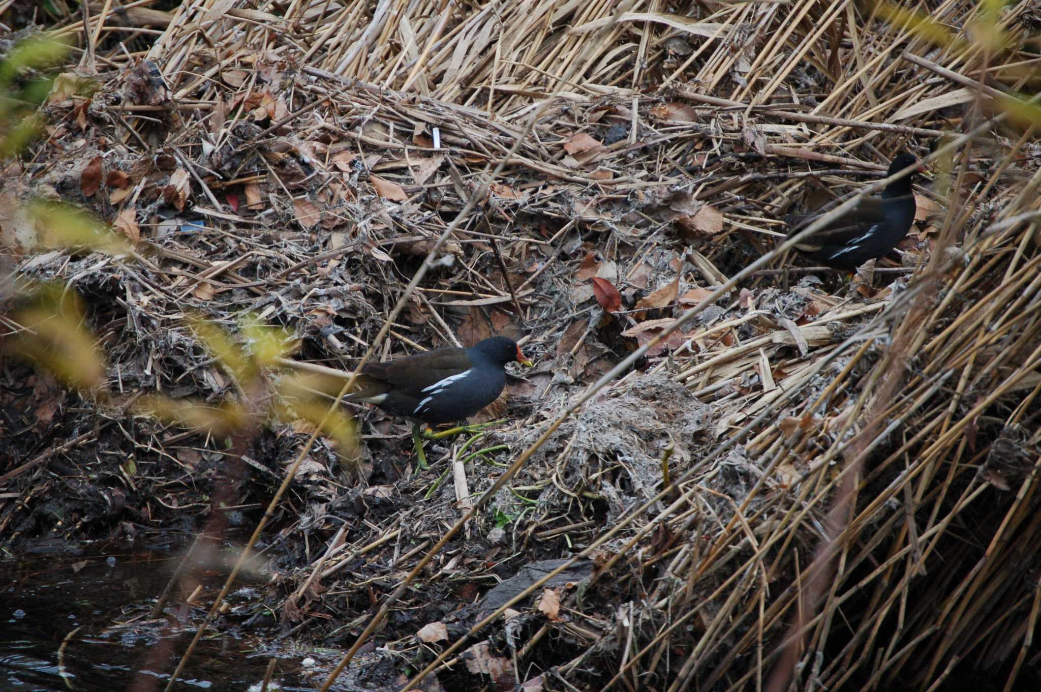 Photo of Common Moorhen at Nogawa by Mr.Quiet