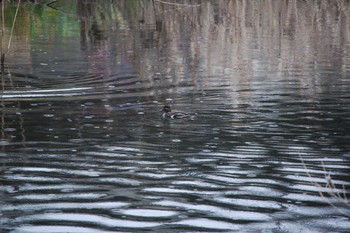 Eurasian Teal Nogawa Sun, 1/12/2020