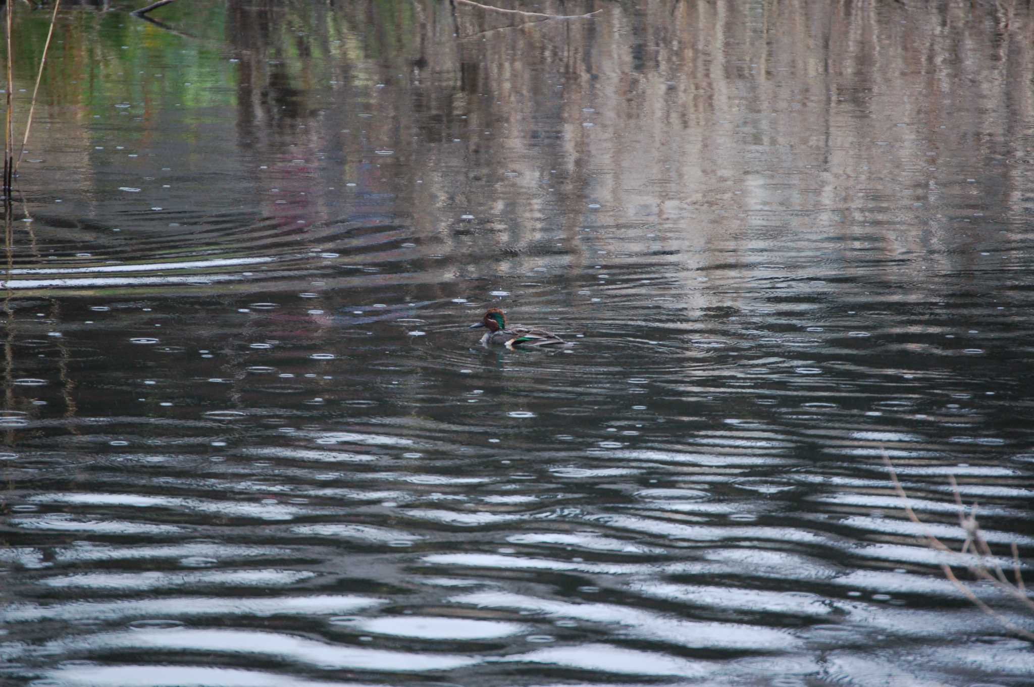 Photo of Eurasian Teal at Nogawa by Mr.Quiet