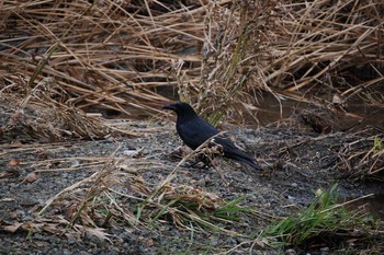 Carrion Crow Nogawa Sun, 1/12/2020