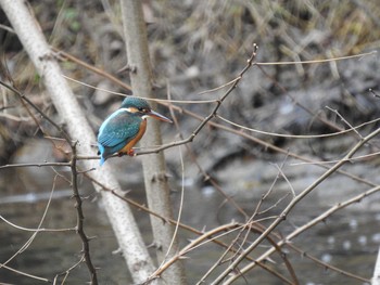 2020年1月12日(日) 代々木公園の野鳥観察記録