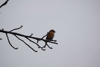 Bull-headed Shrike Nogawa Sun, 1/12/2020