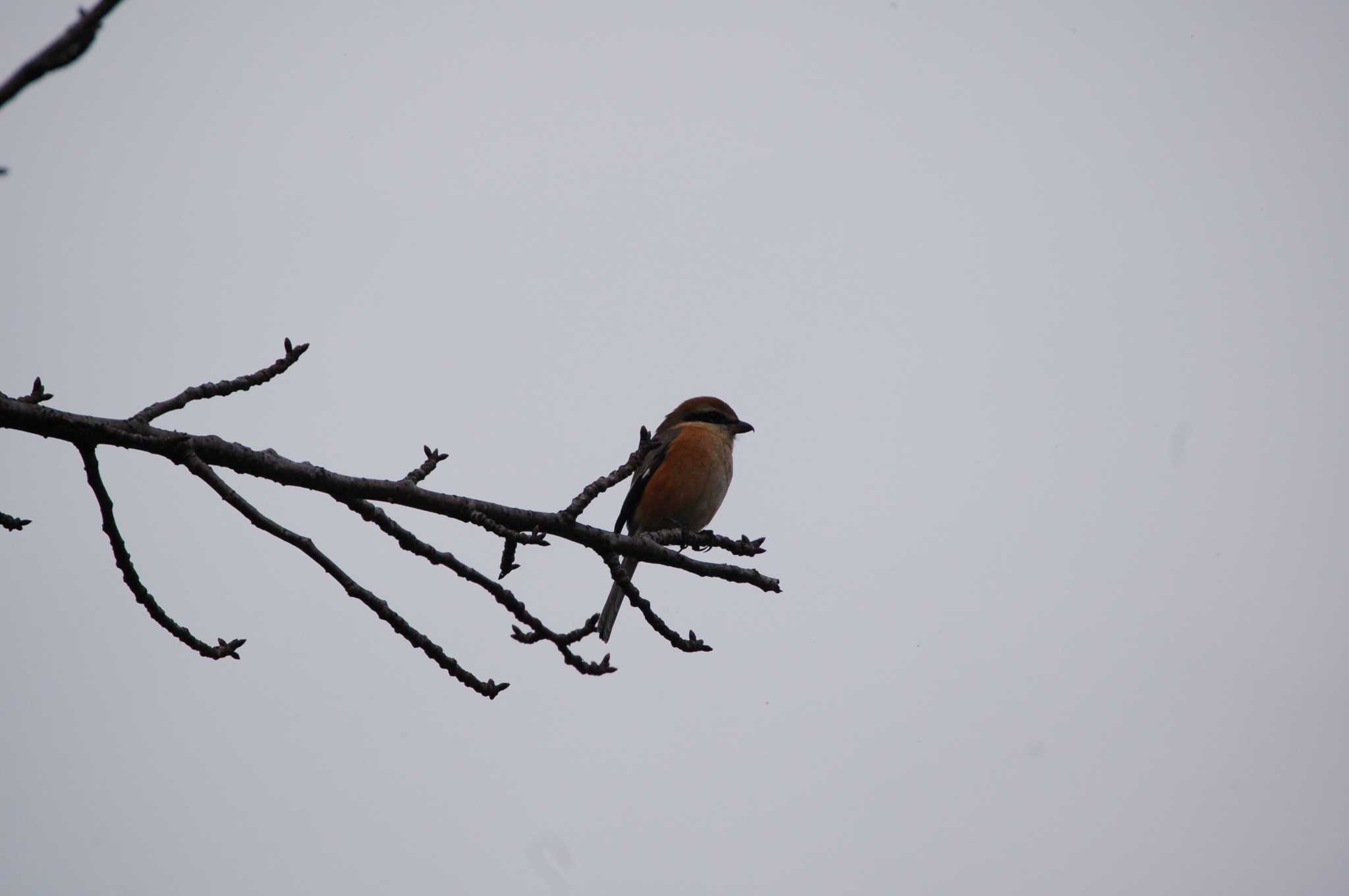 Photo of Bull-headed Shrike at Nogawa by Mr.Quiet