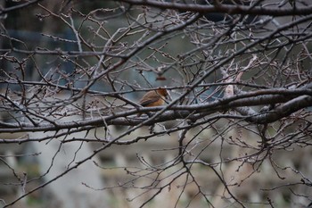 Bull-headed Shrike Nogawa Sun, 1/12/2020