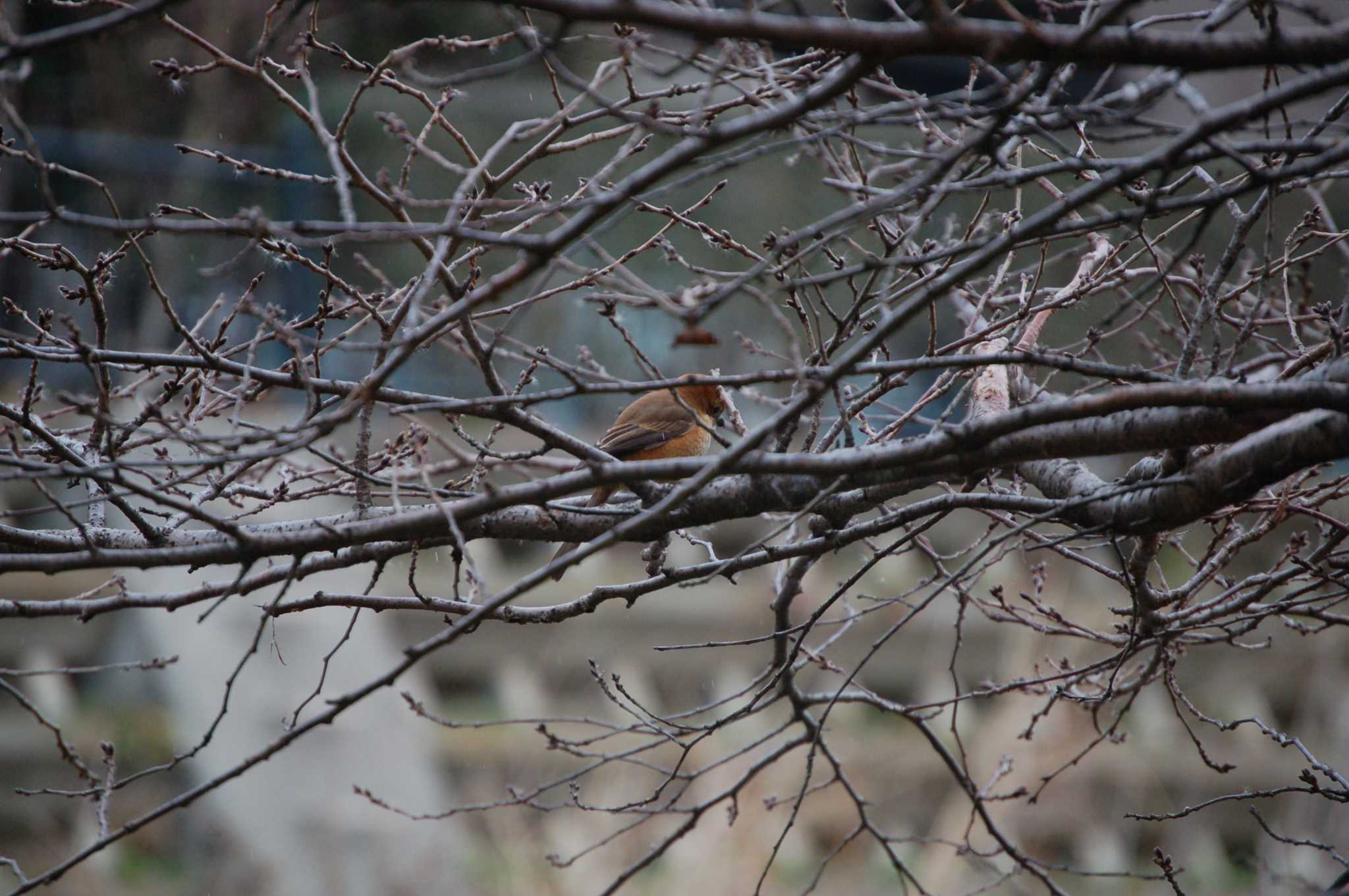 Photo of Bull-headed Shrike at Nogawa by Mr.Quiet