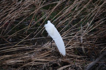 Little Egret Nogawa Sun, 1/12/2020