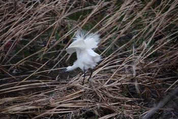 Little Egret Nogawa Sun, 1/12/2020