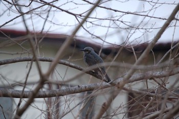 Brown-eared Bulbul Nogawa Sun, 1/12/2020