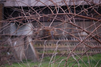 Bull-headed Shrike Nogawa Sun, 1/12/2020