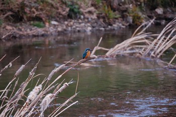 Common Kingfisher Nogawa Sun, 1/12/2020