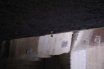 Grey Wagtail Nogawa Sun, 1/12/2020