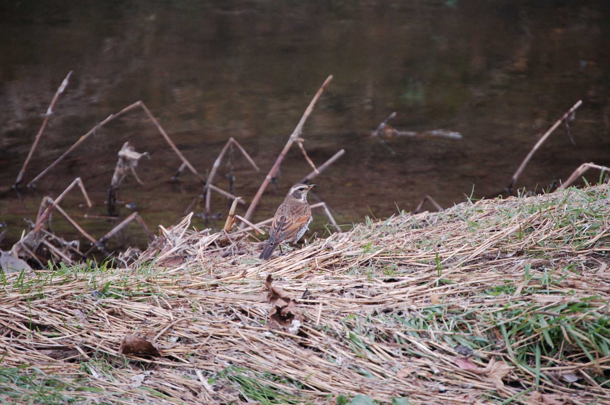 Photo of Dusky Thrush at Nogawa by Mr.Quiet