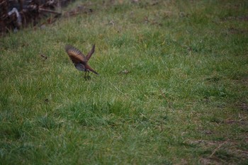 Dusky Thrush Nogawa Sun, 1/12/2020