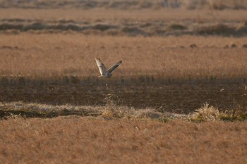 2020年1月11日(土) 千葉県の野鳥観察記録