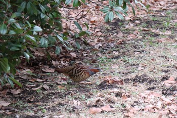 Chinese Bamboo Partridge 夫婦池公園 Sun, 1/12/2020