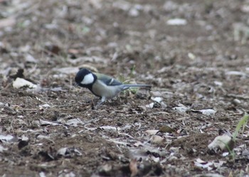 Japanese Tit 衣笠山公園 Sat, 1/11/2020