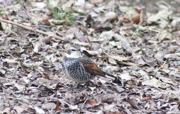 Dusky Thrush 衣笠山公園 Sat, 1/11/2020