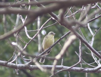 Masked Bunting 衣笠山公園 Sat, 1/11/2020